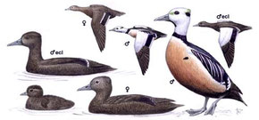 http://www.avibirds.com