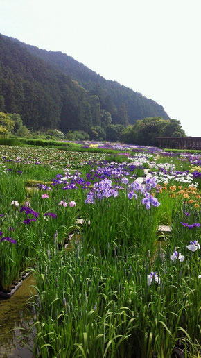 掛川加茂の菖蒲園