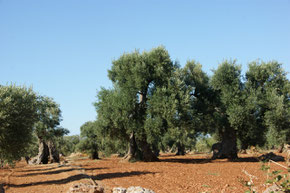 Olivenbäume bei Taranto