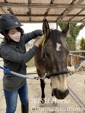 馬との調和