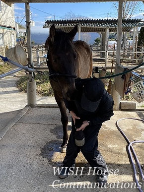 馬の保定方法