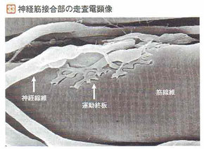 「人体の正常構造と機能」より