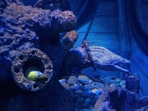 Oman Aquarium, Muscat, Oman