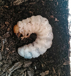 メタリフェルホソアカクワガタの幼虫飼育 Nippolska メタリフェルホソアカクワガタの幼虫飼育 Nippolska