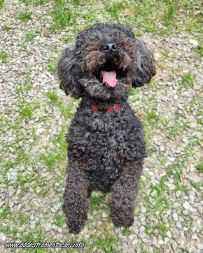 webinar sulla gestione e l'addestramento del cane adulto