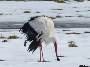 überwinternder Storch im Schnee, Bild: Ulrike Maruszczek, LBV