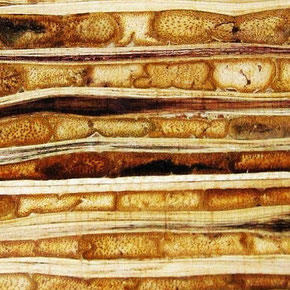 Holzartiges Material mit interessanten visuellen Merkmalen.