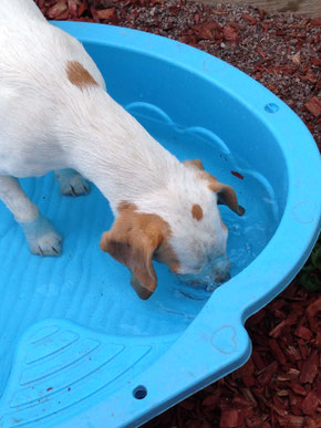 Foto: Bettina Bumb, Coroner beim Futtersuchen im Garten im Minipool (Sandmuschel ;-))