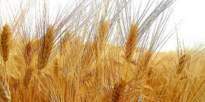 Grano