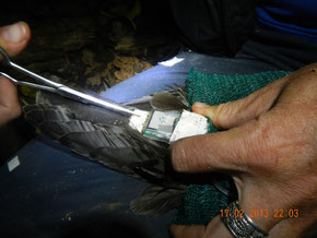 Modified GPS on Wedge-tailed shearwater