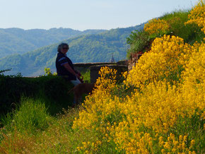 wir wanderten durch goldblühende Weingarten