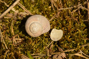 Schneckenhaus (im Uhrzeigersinn gedreht) und Kalkdeckel; © Karola