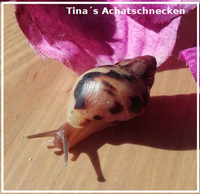 https://www.tinas-achatschnecken.de/