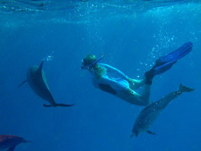 Chris beim Freitauchen mit Delfinen