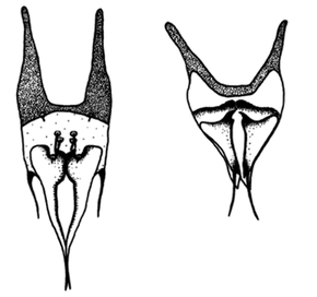 Figure 9 : Appareil génital de Caddoense Eosentomon, mâle à gauche, femelle à droite