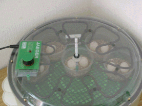Inkubator mit Schildkröten-Eiern