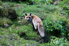 Découverte de la nature en Ariège Observation faune et flore des Pyrénées