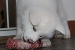 Akita Welpe am rohen Fleischknochen fressen