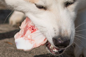 Akita-Barf mit Kalbsknochen