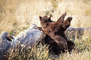 un ours se gratte le dos sur une pierre