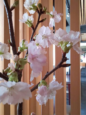 3月のお花:桜