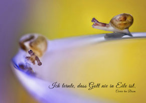 Babyschnecken, the race, Christliche Spruchkarten