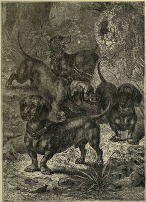 Dachshunds Vero Shaw: The Illustrated Book of the Dog, London/New York 1881