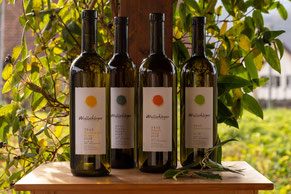 Weinflaschen, unsere Weissweine aus Maienfeld, Sauvignon Blanc, Cuvée Blanc, Pinot Gris und Chardonnay