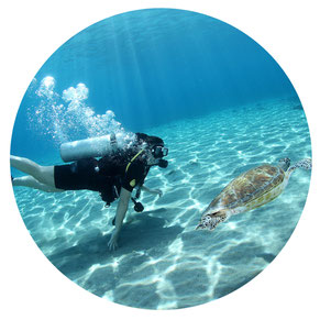 Diver Turtle Playa Piskado