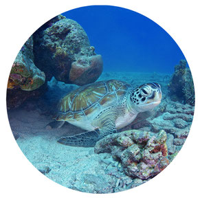 Turtle Double reef curacao