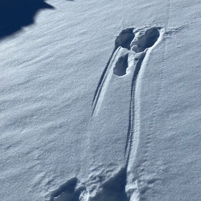 Schneeschuhtouren bei Zernez