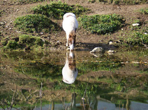 Jimmy am Teich