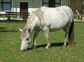 So sieht Whinney heute aus