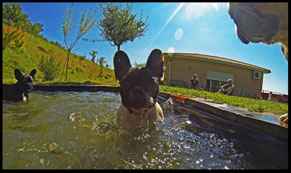 Bouledogue français Maddox & Hiro