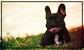 Bouledogue français Maddox & Hiro