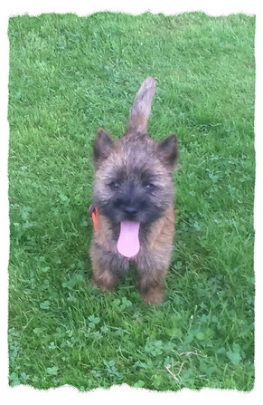 Cairn Terrier à l'école pour chiots à Dax