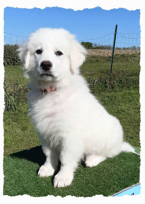 Chiot Patou à l'école pour chiots à Dax