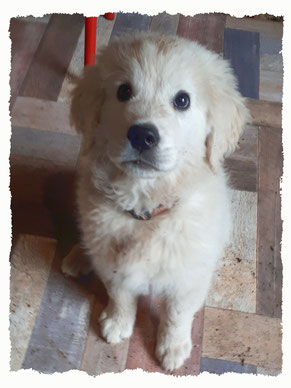 Chiot Golden Retriever à l'école pour chiots à Dax