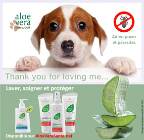 Une concentration à 90 % de gel pur d'aloe vera le Gel Concentrate est indiqué pour hydrater et assurer les soins d’hygiène des zones sensibles chez les animaux