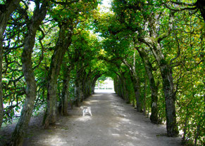 Laubengang Eremitage/Bayreuth