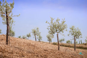 400 junge Olivenbäume sind gepflanzt