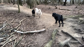 Finch, Jenna und Timy im Wald