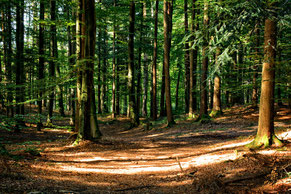 Wald