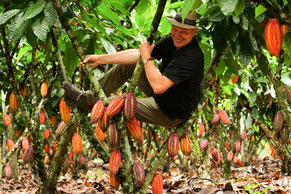 Josef Zotter in einem Kakaobaum in Peru