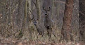 Rehpaar, Rehe, Huftiere