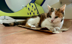 Bild: Katze in der Sterbephase