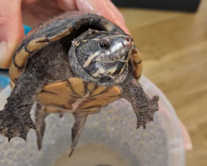 Wasserschildkröte anfassen