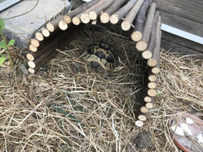 Weidenbrücke für Schildkröte