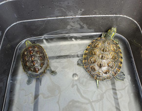 Notunterkunft Wasserschildkröten