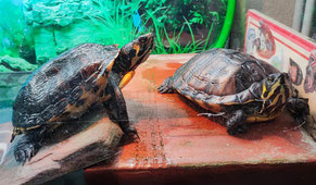 Landteil für Wasserschildkröten